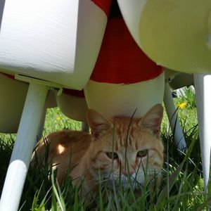 Meet your Posher, Heidi